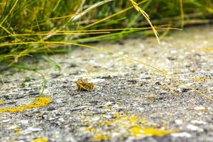 stänga makro skott av en gräshoppa på de jord gata. foto