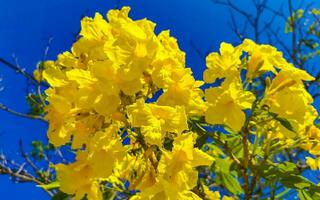 skön tropisk träd med gul blommor blå himmel i Mexiko. foto