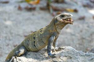 leguan ödla gecko reptil på sten sten jord i Mexiko. foto