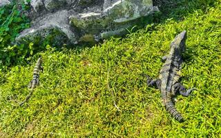 leguan på gräs tulum ruiner mayan plats tempel pyramiderna Mexiko. foto