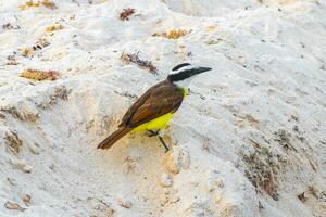 bra kiskadee gul fågel fåglar äter sargazo på strand Mexiko. foto