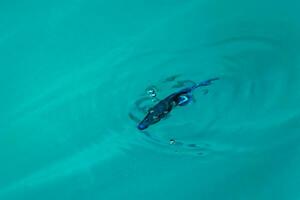 snorkling under vattnet visningar fisk koraller turkos vatten rasdhoo ö maldiverna. foto