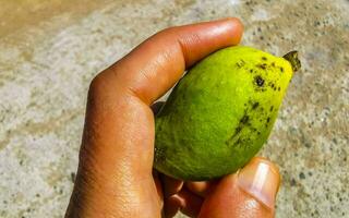 små omogen mango i hand av en mango träd. foto