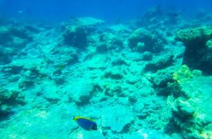 snorkling under vattnet visningar fisk koraller turkos vatten rasdhoo ö maldiverna. foto