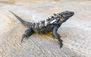 leguan på jord golv i puerto escondido Mexiko. foto