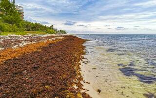 skön karibiska strand totalt snuskig smutsig otäck tång problem Mexiko. foto