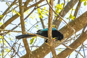 yucatan jay fågel äter äter bär frukt tropisk natur Mexiko. foto