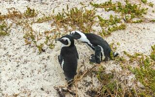 söder afrikansk pingviner koloni av glasögon pingviner pingvin cape stad. foto