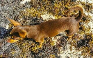 brun söt rolig hund spela lekfull på de strand Mexiko. foto