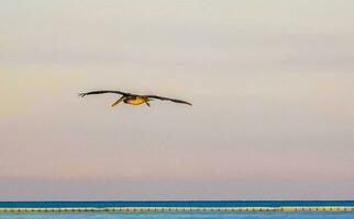 skön pelikan fågel pelikaner fåglar flygande över de hav Mexiko. foto