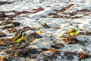 bra kiskadee gul fågel fåglar äter sargazo på strand Mexiko. foto