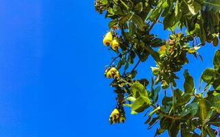 kasju träd anakardium occidentale med mogen frukt nötter i Mexiko. foto