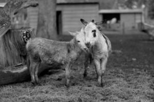 husdjur åsna står uttråkad på smutsigt gräs i zoo med korta tunna ben foto