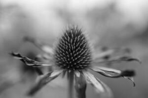 blommande blomma echinacea med löv foto