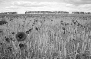 blommande vallmo med gröna blad, levande naturlig natur foto