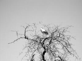 vacker fågel stork med vingar sitter på gren av gamla träd foto