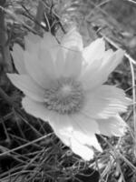 vild blomma adonis vernalis foto