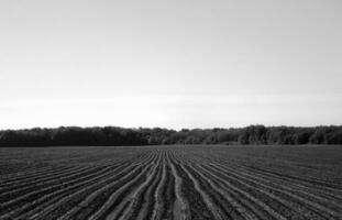 plöjt fält för potatis i brun jord på öppen landsbygd natur foto