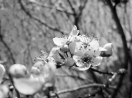 vackra rosa blommor blommade på äpple foto