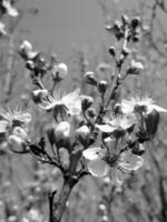 vackra rosa blommor blommade på äpple foto