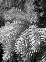 gröna spetsiga trädgrenar är symbol för nyår och jul. foto