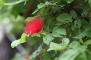 röd bottle blommor i blomma, callistemon foto