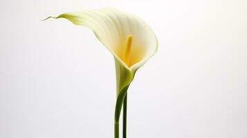 Foto av skön Zantedeschia calla blomma isolerat på vit bakgrund. generativ ai