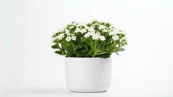 Foto av candytuft blomma i pott isolerat på vit bakgrund. generativ ai