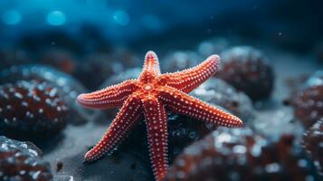 vilda djur och växter fotografi av Foto av sjöstjärna. generativ ai