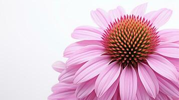 Foto av skön echinacea blomma isolerat på vit bakgrund. generativ ai