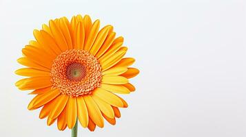 Foto av skön gerbera blomma isolerat på vit bakgrund. generativ ai