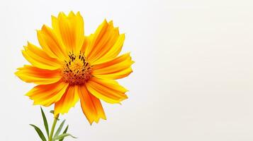 Foto av skön coreopsis blomma isolerat på vit bakgrund. generativ ai