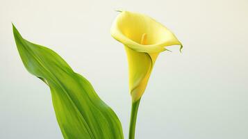 Foto av skön Zantedeschia calla blomma isolerat på vit bakgrund. generativ ai