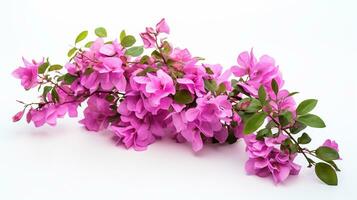 Foto av skön bougainvillea blomma isolerat på vit bakgrund. generativ ai