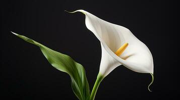 Foto av skön calla lilja blomma isolerat på vit bakgrund. generativ ai