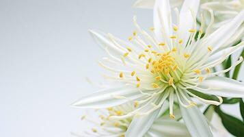 Foto av skön edelweiss blomma isolerat på vit bakgrund. generativ ai