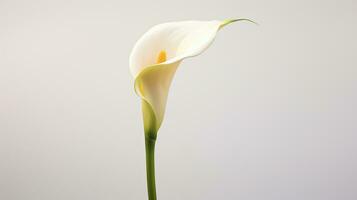 Foto av skön Zantedeschia calla blomma isolerat på vit bakgrund. generativ ai