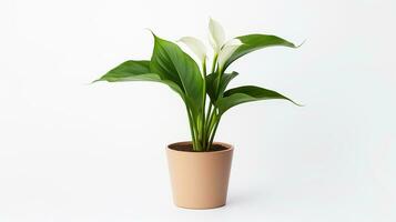 Foto av Zantedeschia blomma i pott isolerat på vit bakgrund. generativ ai