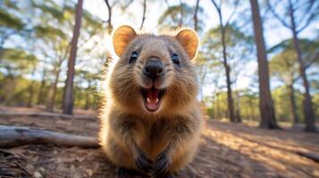 Foto av Quokka i ther skog med blå himmel. generativ ai