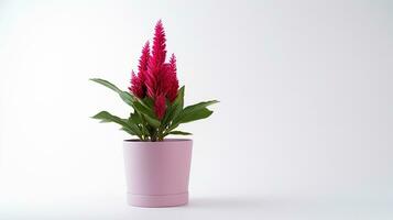 Foto av celosia blomma i pott isolerat på vit bakgrund. generativ ai