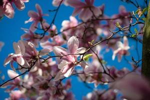 blommande magnolias i de gamla kvarteren i Strasbourg, varm solig vår. foto