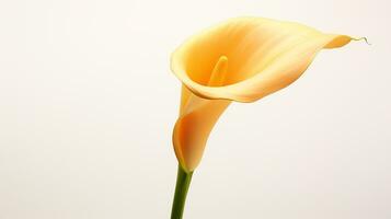 Foto av skön Zantedeschia calla blomma isolerat på vit bakgrund. generativ ai