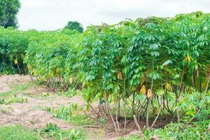 kassava, i kassavafält under regnperioden, har grönska och friskhet. visar jordens bördighet, grönt kassavablad foto