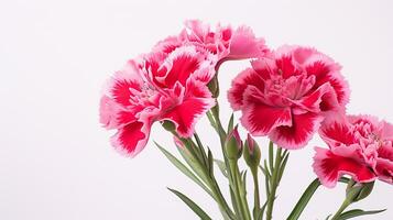 Foto av skön dianthus blomma isolerat på vit bakgrund. generativ ai