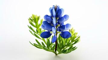 Foto av skön Bluebonnet blomma isolerat på vit bakgrund. generativ ai