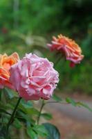 ett närbildfoto av en ros i två färger, orange och rosa foto