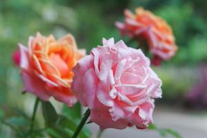 ett närbildfoto av en ros i två färger, orange och rosa foto