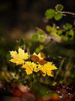 soligt väder i skogen foto