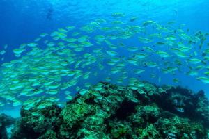 fisken simmar genom korallen på raya island phuket thailand foto