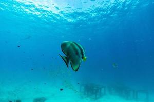 undervattensscen med fladdermusfisk och korallrev foto